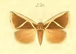 /filer/webapps/moths/media/images/D/decussis_Fodina_Saalmuller_1891_156.jpg