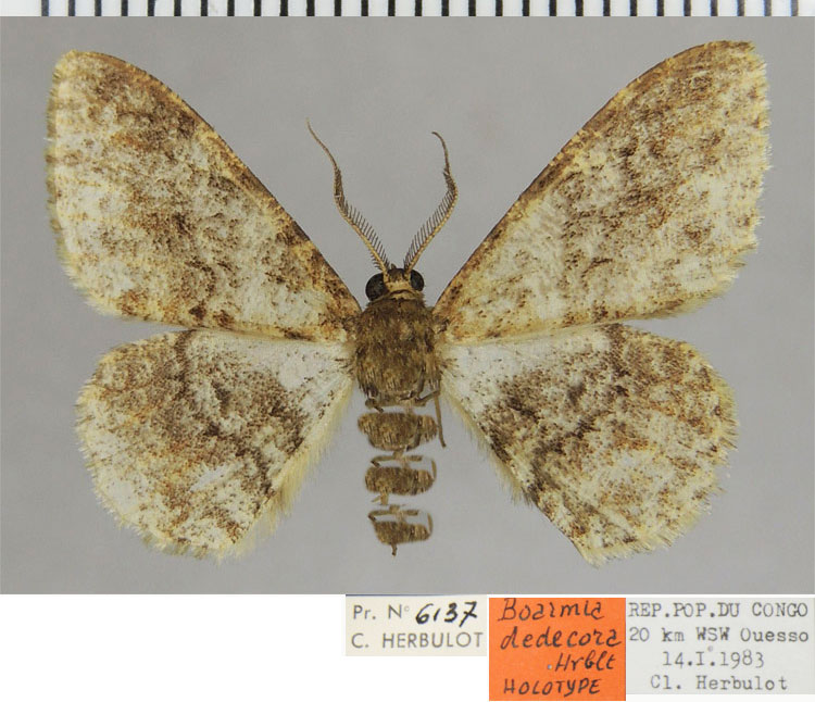 /filer/webapps/moths/media/images/D/dedecora_Boarmia_HT_ZSMa.jpg