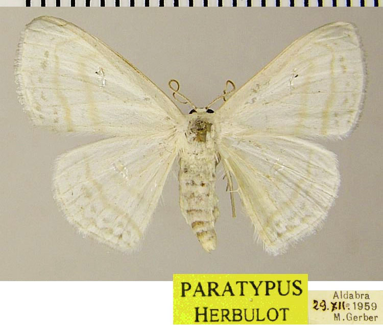 /filer/webapps/moths/media/images/D/deducta_Problepsis_PTF_ZSM.jpg