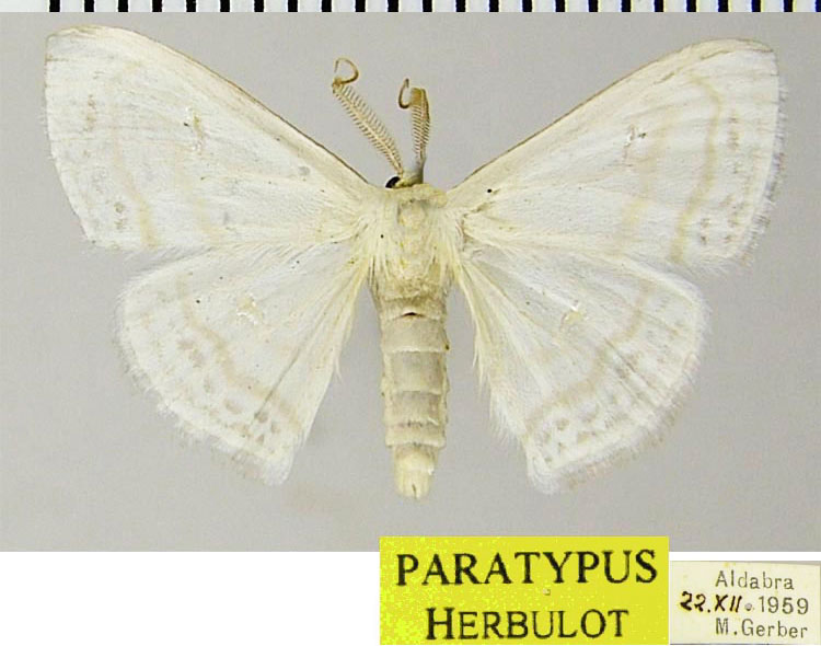 /filer/webapps/moths/media/images/D/deducta_Problepsis_PTM_ZSMa.jpg