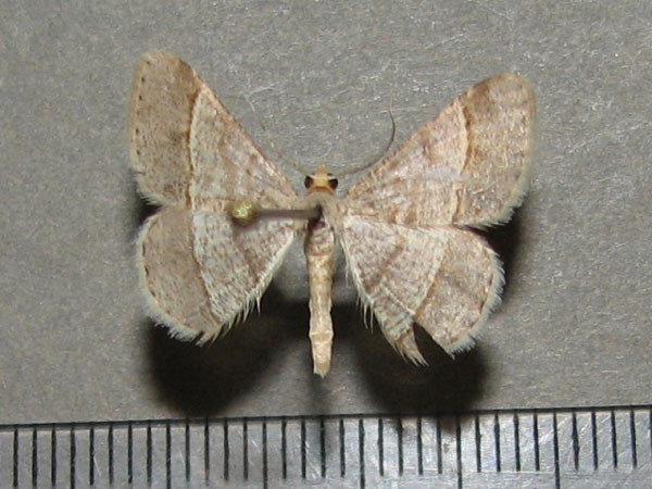 /filer/webapps/moths/media/images/D/deerraria_Isturgia_A_Goff.jpg