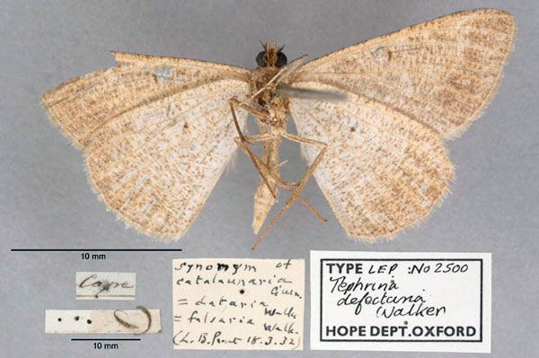 /filer/webapps/moths/media/images/D/defectaria_Tephrina_HT_OUMNH_02.jpg