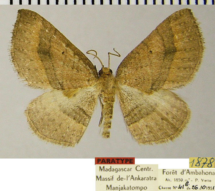 /filer/webapps/moths/media/images/D/deficiens_Asthenotricha_PTM_ZSMa.jpg