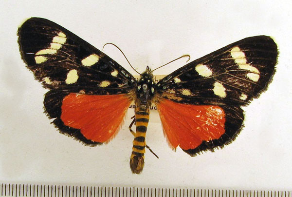 /filer/webapps/moths/media/images/D/deficiens_Heraclia_A_HDOU_01.jpg