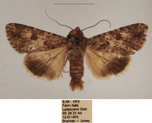 /filer/webapps/moths/media/images/D/definiens_Cardepia_AM_TMSA_01_8TsxgPZ.jpg