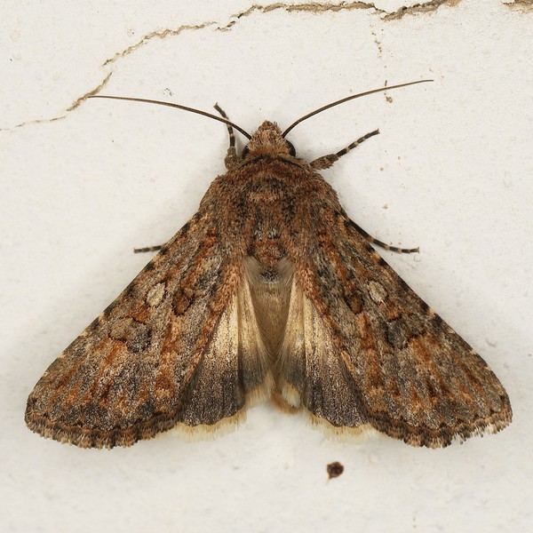 /filer/webapps/moths/media/images/D/definiens_Cardepia_A_Heyns_02.JPG