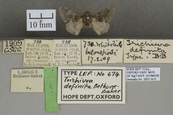 /filer/webapps/moths/media/images/D/definita_Anadiasa_HTM_OUMNHa_01.jpg
