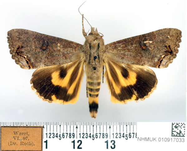 /filer/webapps/moths/media/images/D/deflorata_Hypocala_AF_BMNH.jpg