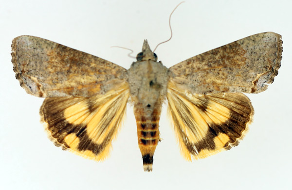 /filer/webapps/moths/media/images/D/deflorata_Hypocala_AF_TMSA_01.jpg