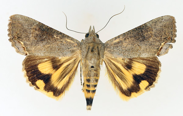 /filer/webapps/moths/media/images/D/deflorata_Hypocala_AF_TMSA_02.jpg