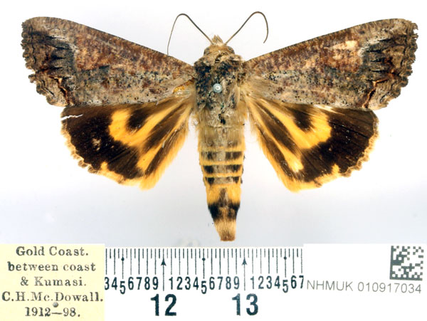 /filer/webapps/moths/media/images/D/deflorata_Hypocala_AM_BMNH.jpg