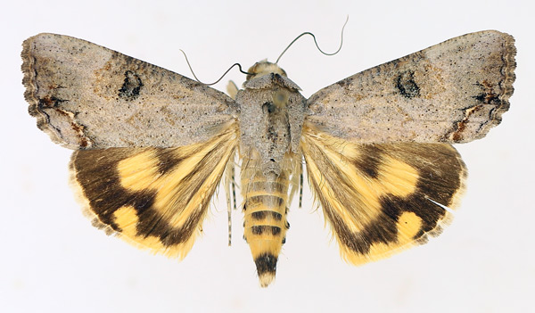 /filer/webapps/moths/media/images/D/deflorata_Hypocala_AM_TMSA_02.jpg