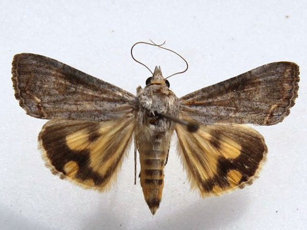 /filer/webapps/moths/media/images/D/deflorata_Hypocala_A_Goff_01.jpg