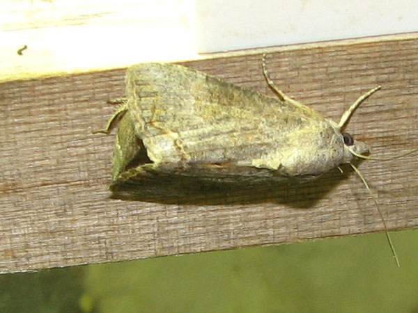 /filer/webapps/moths/media/images/D/deflorata_Hypocala_A_Goff_02.jpg