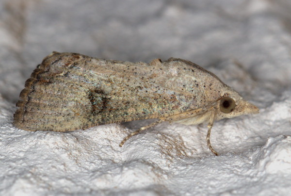 /filer/webapps/moths/media/images/D/deflorata_Hypocala_A_Heyns_01.jpg