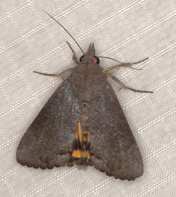 /filer/webapps/moths/media/images/D/deflorata_Hypocala_A_Heyns_02.jpg