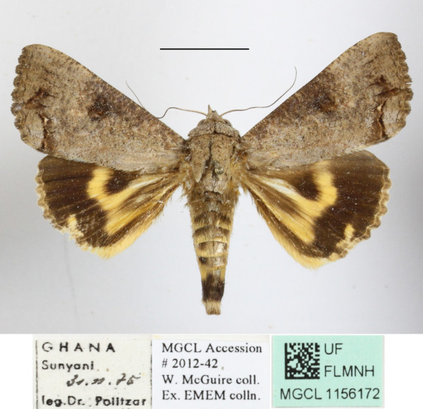 /filer/webapps/moths/media/images/D/deflorata_Hypocala_A_MGCLa_01.JPG