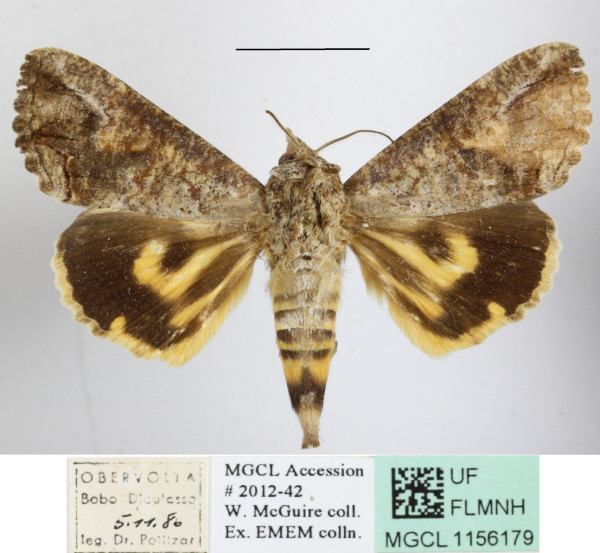 /filer/webapps/moths/media/images/D/deflorata_Hypocala_A_MGCLa_02.JPG