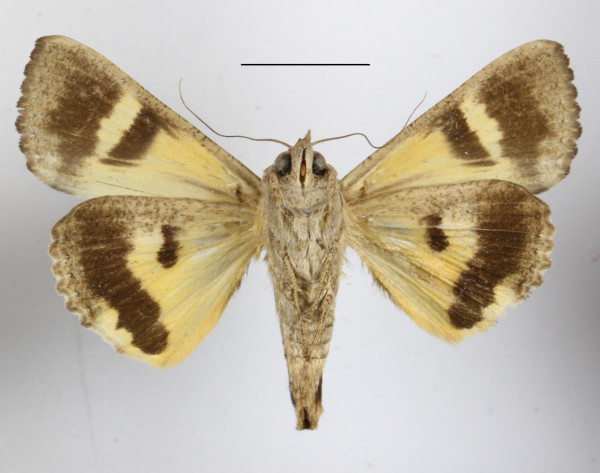 /filer/webapps/moths/media/images/D/deflorata_Hypocala_A_MGCLb_01.JPG