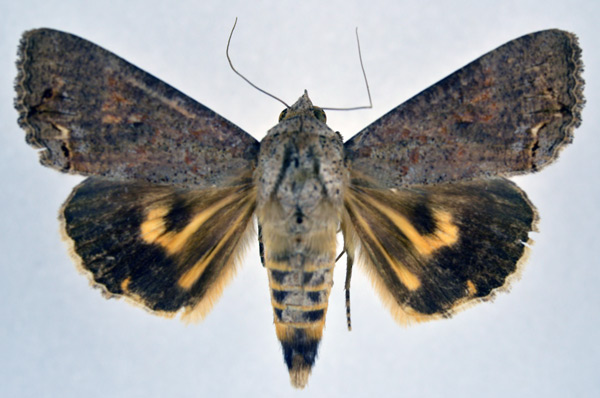 /filer/webapps/moths/media/images/D/deflorata_Hypocala_A_NHMO.jpg