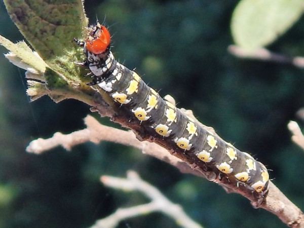 /filer/webapps/moths/media/images/D/deflorata_Hypocala_C_Grobler.jpg