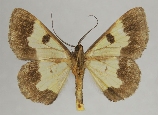 /filer/webapps/moths/media/images/D/deformata_Zamarada_AM_ZSMb.jpg