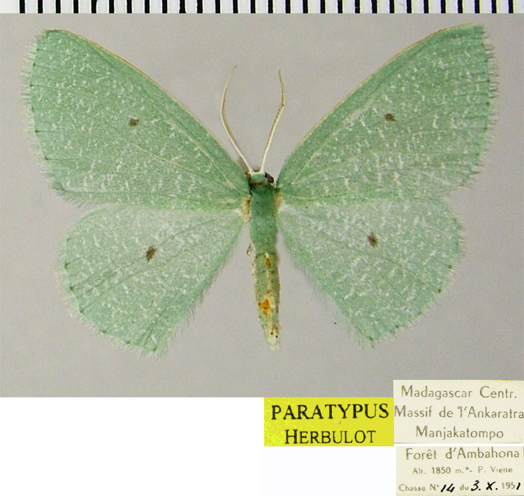 /filer/webapps/moths/media/images/D/defossa_Heterorachis_PTM_ZSM.jpg