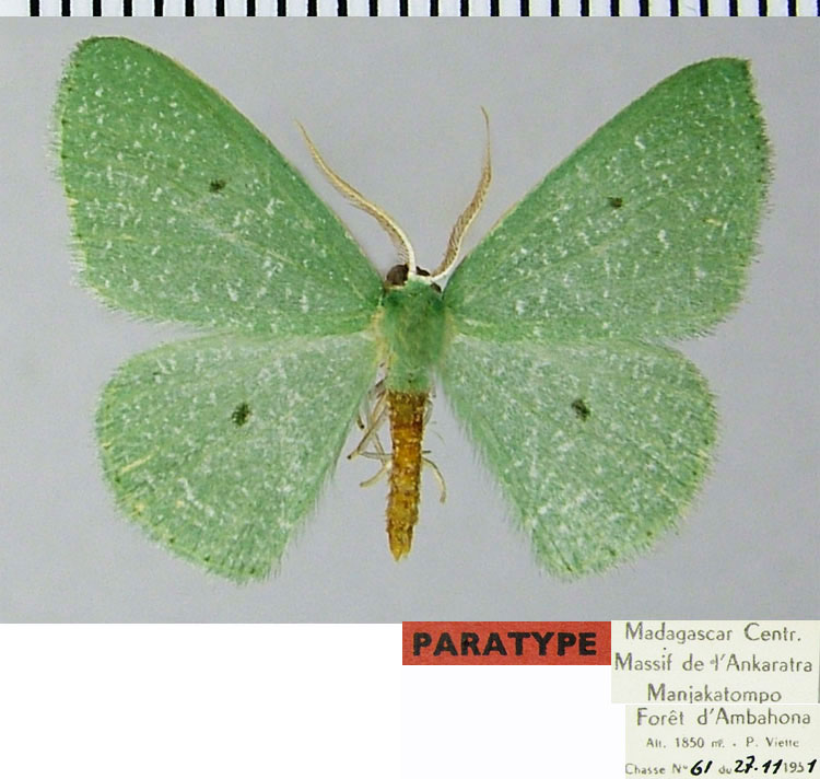 /filer/webapps/moths/media/images/D/defossa_Heterorachis_PTM_ZSMa.jpg