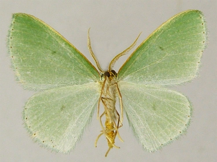 /filer/webapps/moths/media/images/D/defossa_Heterorachis_PTM_ZSMb.jpg