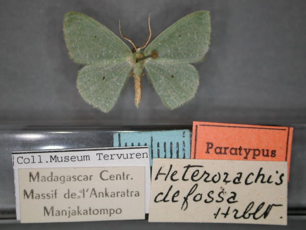 /filer/webapps/moths/media/images/D/defossa_Heterorachis_PT_RMCA_01.jpg