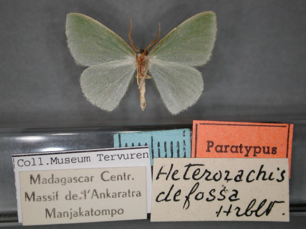 /filer/webapps/moths/media/images/D/defossa_Heterorachis_PT_RMCA_02.jpg