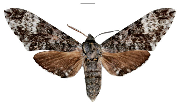 /filer/webapps/moths/media/images/D/defreinai_Covelliana_AT_SMCRa.jpg
