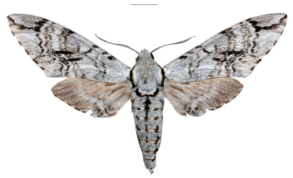 /filer/webapps/moths/media/images/D/defreinai_Covelliana_HT_MWMa.jpg