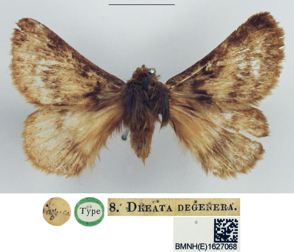 /filer/webapps/moths/media/images/D/degenera_Dreata_HT_NHMUK.jpg