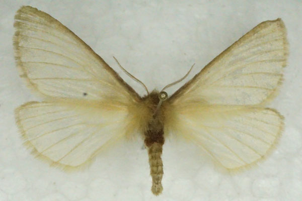 /filer/webapps/moths/media/images/D/degenera_Paraphyllalia_AF_Stroehle.jpg