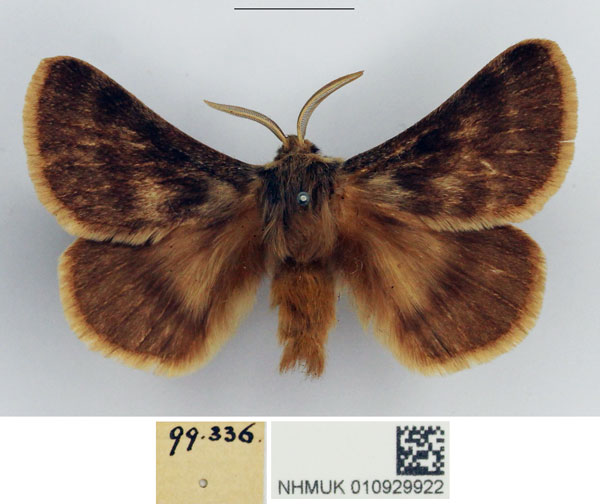 /filer/webapps/moths/media/images/D/degenera_Paraphyllalia_AM_NHMUK.jpg