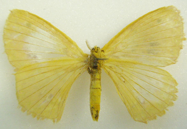 /filer/webapps/moths/media/images/D/dehanicus_Stenoglene_AM_NHMUKb.jpg