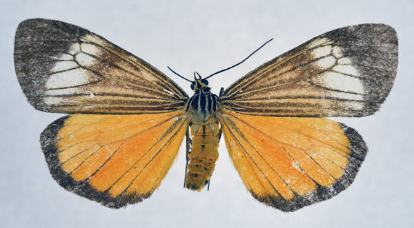 /filer/webapps/moths/media/images/D/deilemera_Secusio_AF_NHMO.jpg