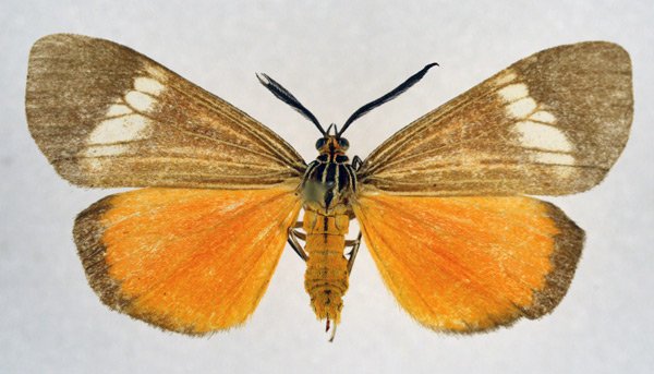 /filer/webapps/moths/media/images/D/deilemera_Secusio_AM_NHMO.jpg