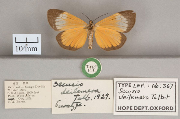 /filer/webapps/moths/media/images/D/deilemera_Secusio_ST_OUMNH_02.jpg