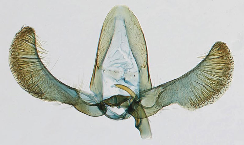 /filer/webapps/moths/media/images/D/deinbolliana_Eucosmocydia_GMHT_NMK.jpg