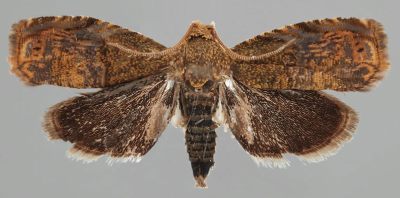 /filer/webapps/moths/media/images/D/deinbolliana_Eucosmocydia_HT_NMK.jpg