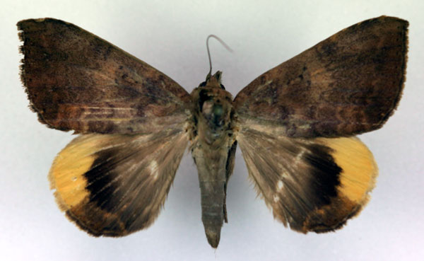 /filer/webapps/moths/media/images/D/dejeanii_Achaea_A_RMCA.jpg