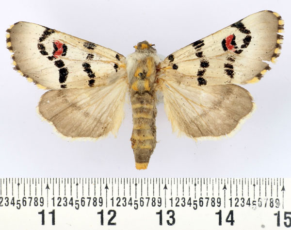 /filer/webapps/moths/media/images/D/delamarei_Diaphone_AF_BMNH.jpg