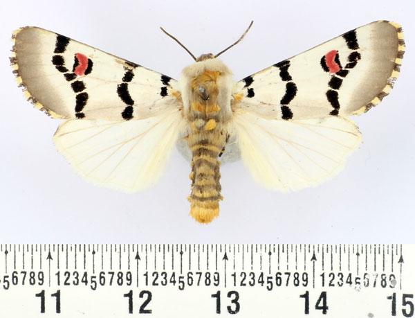 /filer/webapps/moths/media/images/D/delamarei_Diaphone_AM_BMNH.jpg