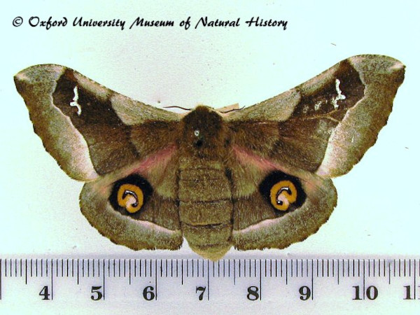 /filer/webapps/moths/media/images/D/delegorguei_Ludia_AF_OUMNH_03.jpg
