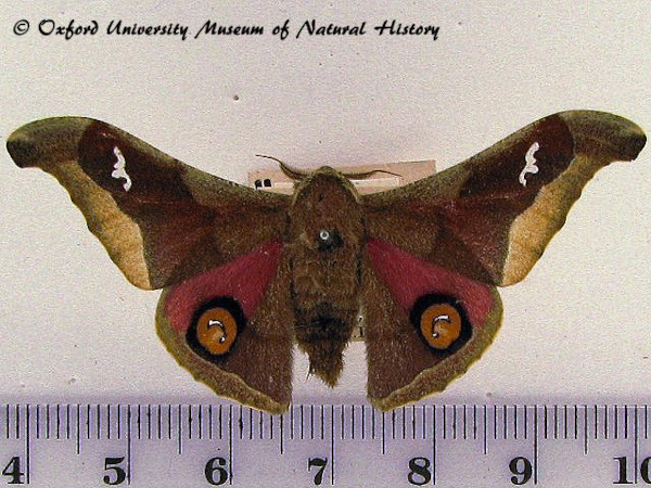 /filer/webapps/moths/media/images/D/delegorguei_Ludia_AM_OUMNH_01.jpg