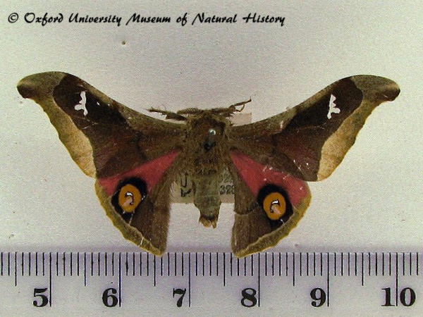 /filer/webapps/moths/media/images/D/delegorguei_Ludia_AM_OUMNH_02.jpg