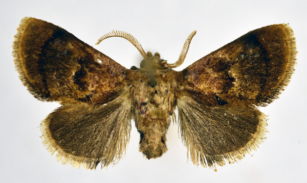 /filer/webapps/moths/media/images/D/deleter_Trogocrada_AM_NHMO.jpg