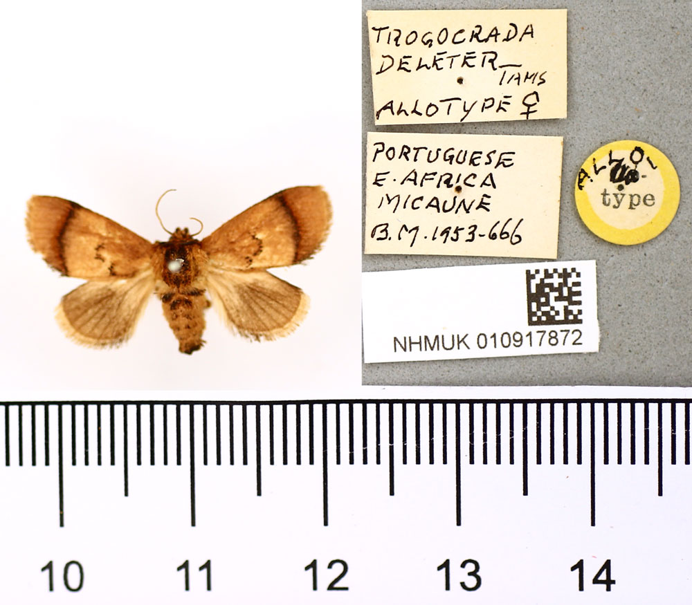 /filer/webapps/moths/media/images/D/deleter_Trogocrada_AT_BMNH.jpg